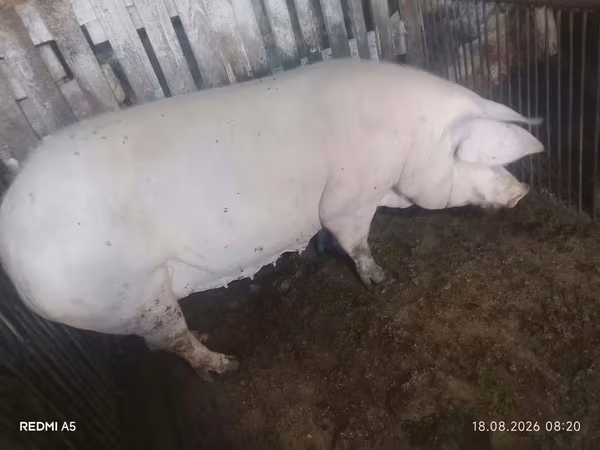 Säue, Schweine — Republik Moldau
