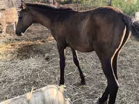 Klisna, Thoroughbred horse — foto 5