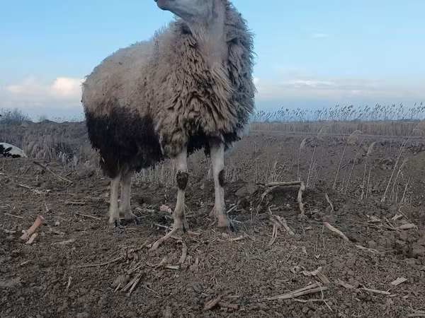 Ram, Sheep — Azerbaijan
