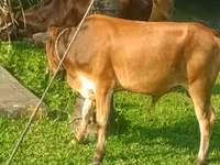گاو و گوساله (گروه، جنسیت مشخص نشده), گاو — عکس 3