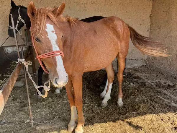 Cavalla, Cavalli
