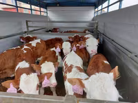 황소, Simmental cattle — 사진 2