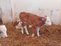 Bik, Simmental cattle — fotografija 5