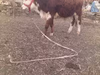 گاو نر, Simmental cattle — عکس 5