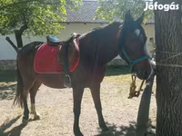 Kobyła, Konie — zdjęcie 3