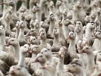 American Pekin — photo 3
