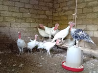 سفید سینه‌پهن — عکس 3