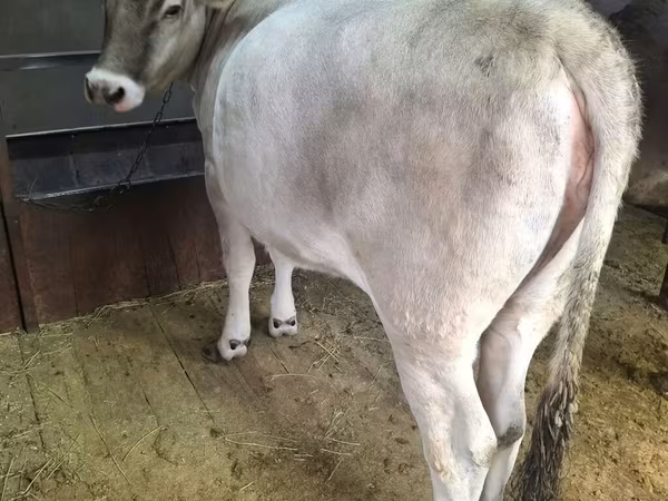 گاو ماده, Swiss cattle