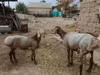 قوچ, Arashan sheep — عکس 1