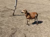 بز نر, بز — عکس 1