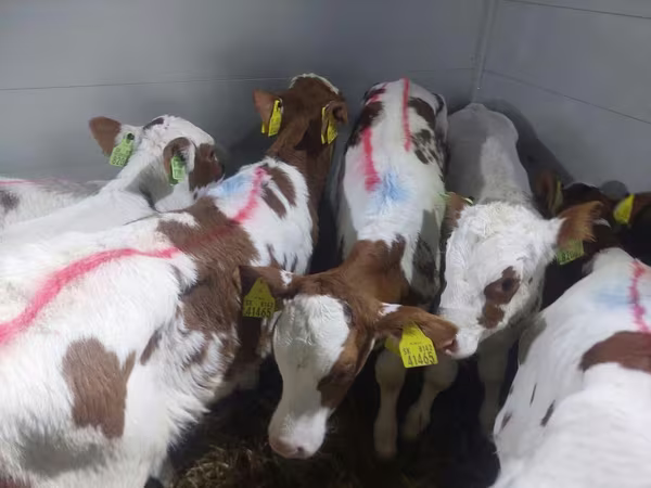 황소, Simmental cattle