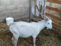 암염소, Nubian Goat — 사진 7