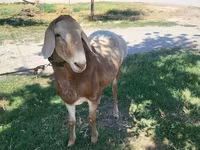 Ovan, Arashan sheep — fotografija 4