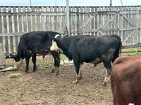 Toro, Mucca kazaka a testa bianca — foto 3