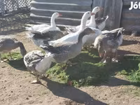 Geese — புகைப்படம் 1