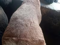 ஆண் ஆடு, ஆடுகள் — புகைப்படம் 1