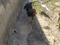 Chickens — foto 3