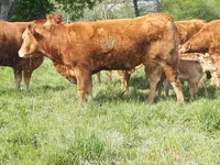 Ko, Limousin-ko. — foto 4