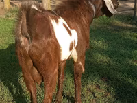 بز نر, Nubian Goat — عکس 3