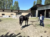 Faras dhaddig, Horses — sawirka 2