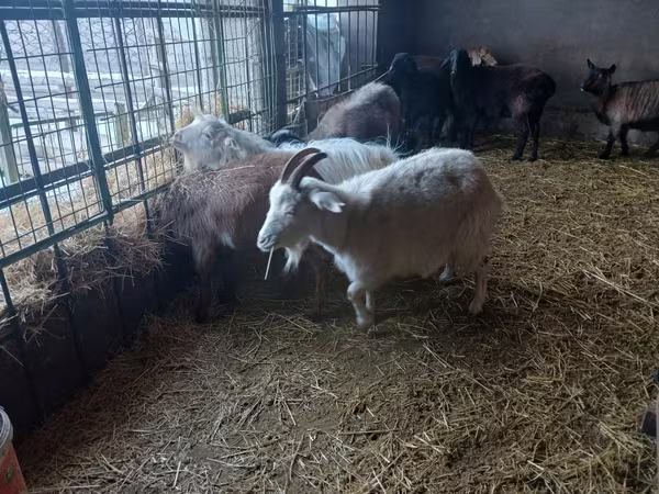 母山羊, Alpine goat — 哈萨克斯坦