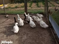German Pekin — sawirka 6