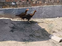 Ayam Cemani — picha 8