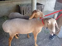 Ovce, Arashan sheep — foto 1