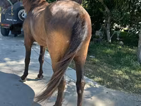 Horse (M), Horses — photo 2