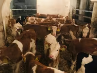 Býk, Simmental cattle — foto 6