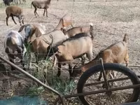 Kambing betina, Goats — foto 3