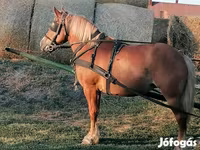 Klisna, Haflinger — foto 2