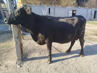 Kuh, Aberdeen-Angus — Foto 1