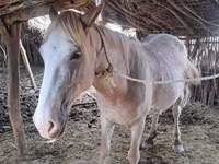 Hingst, Kazakh horse — foto 5
