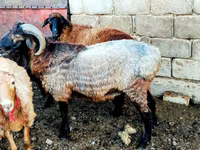 قوچ, گوسفند — عکس 3