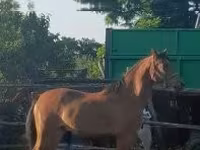 Iapă, Arabian horse — foto 1