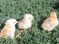 Chickens — fotografija 5