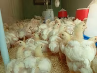 Chickens — 3. fotó