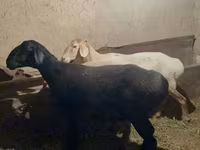 Ovca, Arashan sheep — fotografija 5