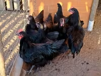 Australorp — fotografija 3