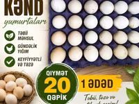 Chickens — عکس 2