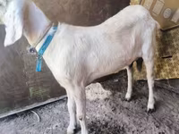 Ямаа, Saanen goat — 1 зураг