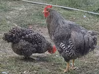 Chickens — акс 2