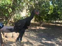 Chickens — foto 8