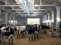 Mucca, Razza Holstein — foto 4