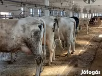 Krava, Russian Black pied cattle — foto 2