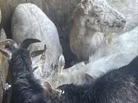 بز ماده, Saanen goat — عکس 4
