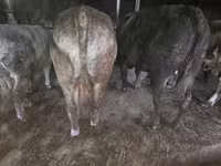 Banteng, Simmental cattle — foto 3