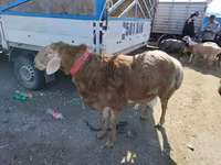 Widder, Arashan sheep — Foto 1