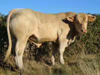 Tyre, Charolais cattle — foto 2